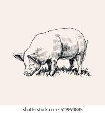 Pig Drawing Images Stock Photos Vectors Shutterstock