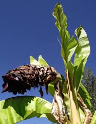 Image result for Ensete