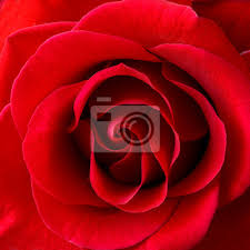 Die bilder werden im tutorial mit picolay bearbeitet, zunächst (als. Schone Rote Rose Nahaufnahme Blume Hintergrundbild Leinwandbilder Bilder Incarnadine Schone Scharlach Myloview De