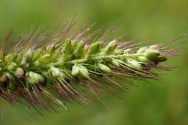 Image result for Setaria longiseta