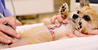 Death usually occurs within the first five days of life, but can happen up to ten weeks of age. Canine Herpesvirus Advice Facts Advice Symptoms Pets Rehomed