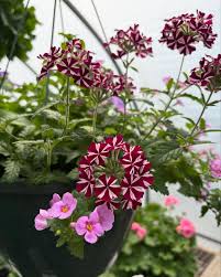 Image result for tbn:0PJB32OL7JwfOM::farm4.static.flickr.com/3324/3329876139_f2d551139f.jpg