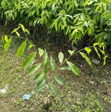 It is formed in the heartwood of aquilaria trees when they become infected with a type of mold (phialophora parasitica). Assam Agarwood Plantation Home Facebook