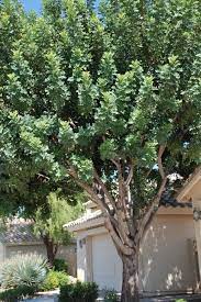 Carob Tree Backyard Garden Design Mediterranean Garden Design Trees To Plant