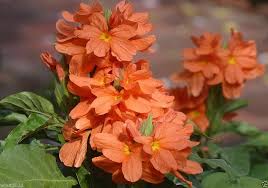 Image result for Crossandra fruticulosa