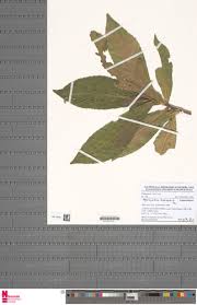 Image result for Argomuellera