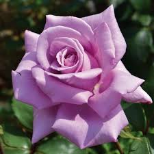 Twice In A Blue Moon Rose Rose Flower Beautiful Roses Beautiful Flowers