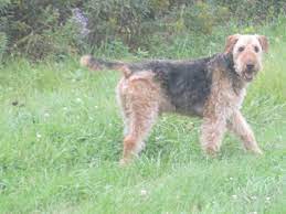 Airedale Terrier Rescue Of The Virginias Atrva Is A Network Of Volunteers Throughout Virginia And We Airedale Terrier Terrier Rescue Airedale Terrier Puppies