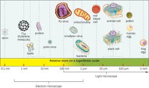 1 3 Types Of Microorganisms Biology Libretexts