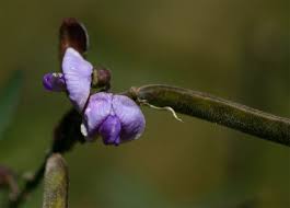 Image result for Tephrosia elata