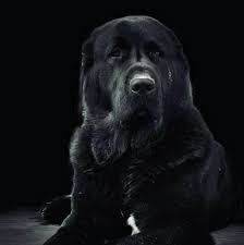 pin by sabine k on kangal alabai asian shepherd livestock guardian dog alabai dog