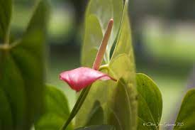 Anthurium Flower Tagalog Best Flower Wallpaper