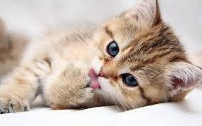 If you saw kittens in a dream without any other details, such a dream is not a good sign and might be foretelling some negative emotions, unpleasant events and gatherings. Sleep Pink Kitten What Is The Dream Of A Little Kitten Why Dream That A Cat Gave Birth To Kittens