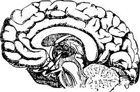 1 000 Of The Best Brain Pictures For Free Hd Pixabay Download 5,572 brain wallpaper stock illustrations, vectors & clipart for free or amazingly low rates! https creativecommons org licenses publicdomain