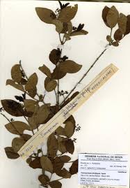 Image result for Psorospermum febrifugum