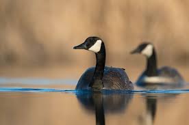 Use starling proof bird feeders along with foods that they don't enjoy. Canada Goose Wildlife Illinois