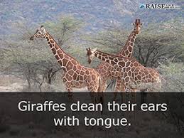 If you manage to pass, you can claim your rightful place as a trivia god! 24 Amazing Facts About Animals Raise Your Brain