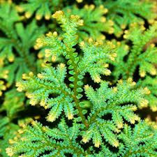 Image result for Selaginella imbricata