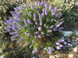 Image result for Agelanthus fuellebornii