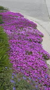 Pin By Great Garden Plants On Ground Cover Plants Plants Ground Cover Plants Long Driveway Landscaping