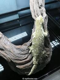The website collected by this website comes from the. å·¨ç‰© å·¨äººå®ˆå®«é¥²å…»æŒ‡å— Reptilestar