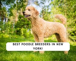 The current median price for all miniature poodles sold is $1,800.00. 7 Best Poodle Breeders In New York 2021 We Love Doodles