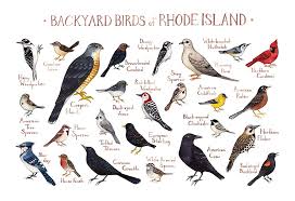Amazon Com Backyard Birds Of Rhode Island Field Guide Art