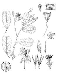 Image result for Nesogordonia