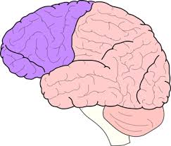 Image result for Frontal Lobe