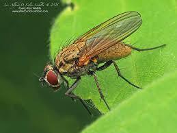 Image result for Rothmannia macrosiphon