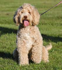 Tango Wool Labradoodles Labradoodle Breeders In Massachusetts Labradoodles In New England Labradoodles Be Labradoodle Labradoodle Breeders Labradoodle Puppy