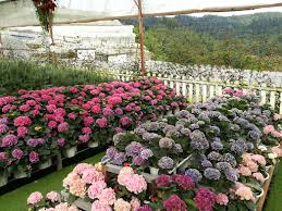 Address, phone number, cameron lavender reviews: Cameron Lavender Cameron Highlands Destimap Destinations On Map