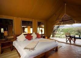 Image result for Adenia lewallei