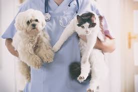 They are the most unprofessional pet clinic. Houston S Best Low Cost Spay Neuter And Wellness Clinics For Dogs And Cats Houston Press