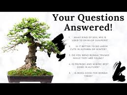 Bonsai Q A Viewers Comments Answered Ep 2 Youtube