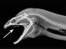 The Jaws Within Jaws Has Become Synonymous With Ridley Scott S Alien But What Was Dreamed Of In Fiction Is Also Found In R Fish Feed Marine Biology Moray Eel