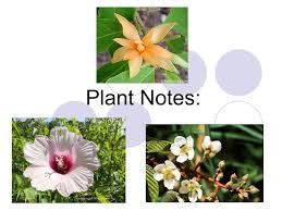 Maybe you would like to learn more about one of these? Plant Notes Plants Multicellular Eukaryotes Cell Walls Of Cellulose Autotrophic Photosynthesis Carbon Dioxide Water Light Oxygen Glucose Ppt Download