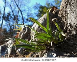 Image result for Lepisorus excavatus
