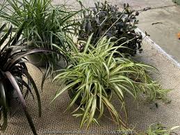 Image result for Chlorophytum lancifolium
