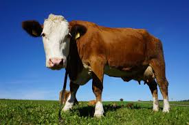 La vaca será el animal terrestre más grande del planeta