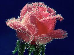 Check spelling or type a new query. Free Download Rose Flowers Wallpaper Roses Wallpapers Download 1024x768 For Your Desktop Mobile Tablet Explore 50 Free Roses Wallpaper Download Red Rose Wallpaper Free Download Live Rose Wallpaper Free Download
