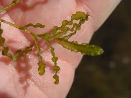 Image result for Potamogeton crispus