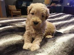 Is goldendoodle mixed with a poodle and golden retriever? Miniature Goldendoodle Puppies For Sale In Janesville Minnesota Classified Americanlisted Com