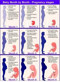 Saat memasuki usia 2 bulan, janin akan berukuran sekitar 2,5 cm dan bisa bergerak. 76 Gambar Bentuk Perut Ibu Hamil 3 Bulan Terlihat Keren Gambar Pixabay