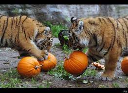 Pictures Halloween Trick Or Treating For Zoo Animals Zoo Animals Halloween Zoo Zoo