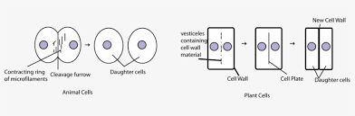 We did not find results for: The Difference Between Cytokinesis For Animal And Plant Cytokinesis Occurs After Mitosis And Is Different Png Image Transparent Png Free Download On Seekpng