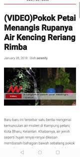 Tapi apa sih rahasia air kencing & bagaimana rasanya? Zoologimy A Twitter Cicada Is An Insect From A Class Hemiptera Or We Call Them As True Bug Https T Co Zes2xnc4vp Twitter