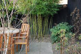 Bamboos are a diverse group of evergreen perennial flowering plants in the subfamily bambusoideae of the grass family poaceae. Let Your Bamboo Stems Shine Lisa Cox Garden Designs Blog