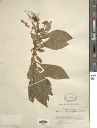 Image result for Struchium sparganophorum