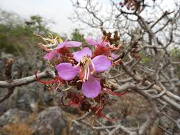 Image result for Dichaetanthera